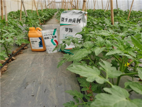 水溶肥，拉姆拉，翠姆