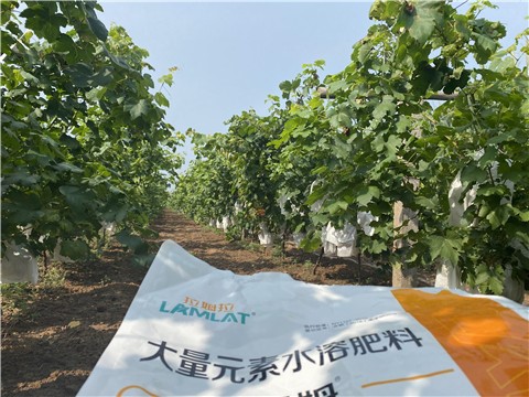 大量元素水溶肥，拉姆拉，翠姆