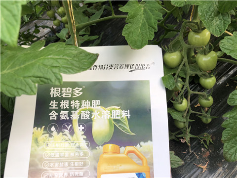 水溶肥，拉姆拉，翠姆