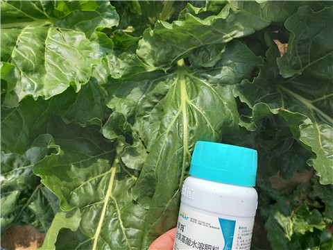 水溶肥，拉姆拉，翠姆