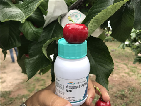 水溶肥，拉姆拉，翠姆