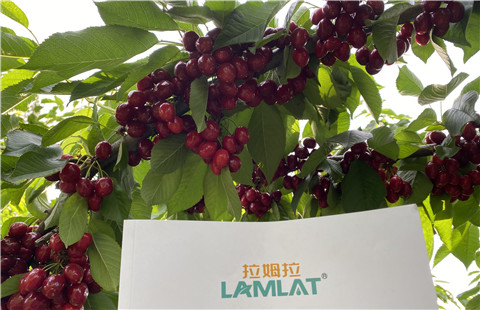 水溶肥，拉姆拉，翠姆