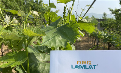 進(jìn)口水溶肥，拉姆拉，翠姆