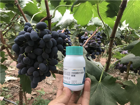 進(jìn)口水溶肥，拉姆拉，翠姆