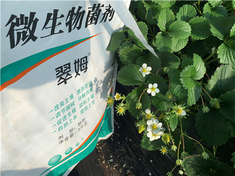 微生物菌劑，拉姆拉，翠姆