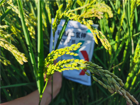 磷酸二氫鉀，拉姆拉，翠姆