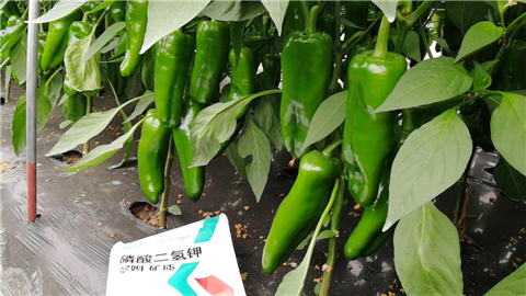 磷酸二氫鉀，拉姆拉，翠姆