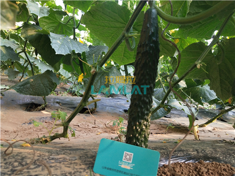 水溶肥，拉姆拉，翠姆