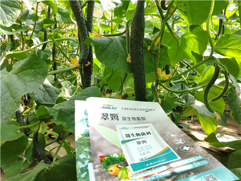 水溶肥，拉姆拉，翠姆