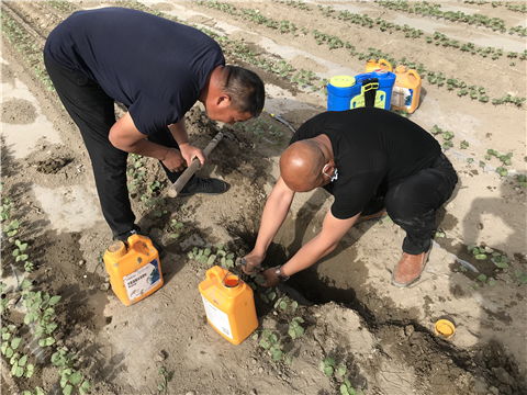 葉面肥，拉姆拉，翠姆