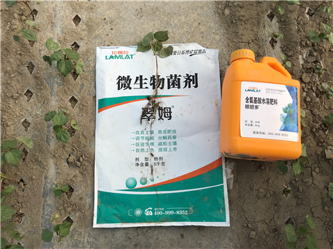 葉面肥，拉姆拉，翠姆