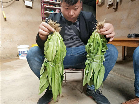 水溶肥，拉姆拉，翠姆