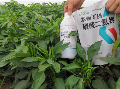 水溶肥，拉姆拉，翠姆