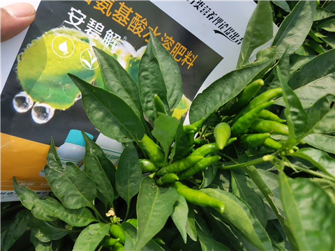 水溶肥，拉姆拉，翠姆