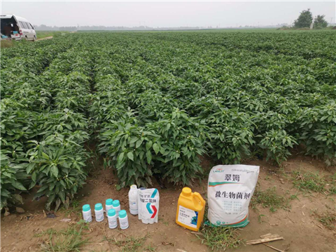 水溶肥，拉姆拉，翠姆