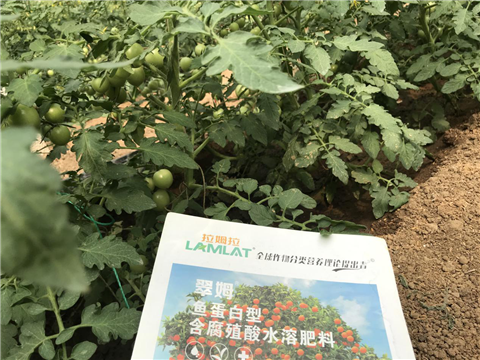 水溶肥，拉姆拉，翠姆