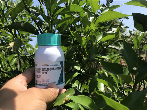葉面肥，拉姆拉，翠姆
