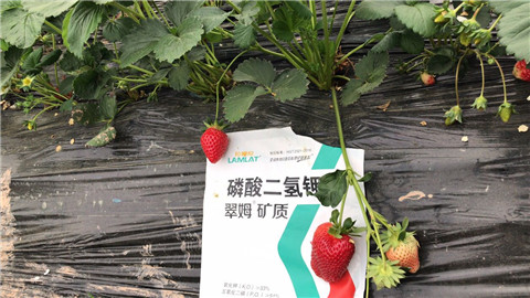 磷酸二氫鉀，拉姆拉，翠姆