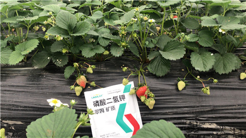 磷酸二氫鉀，拉姆拉，翠姆