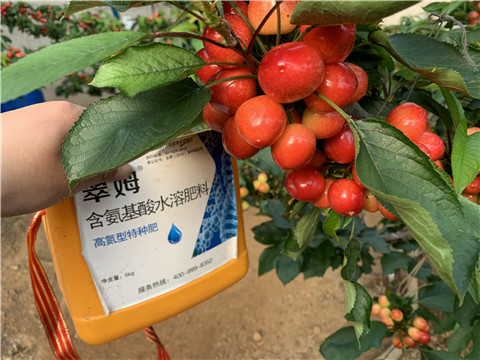 水溶肥，拉姆拉，翠姆