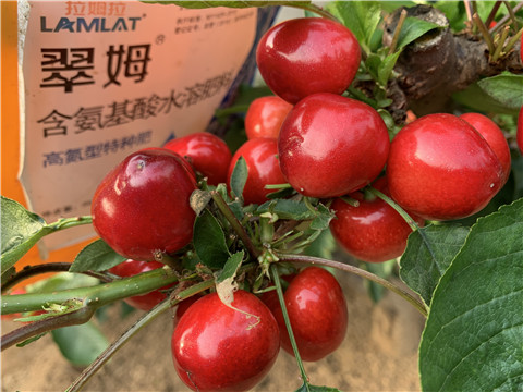 水溶肥，拉姆拉，翠姆