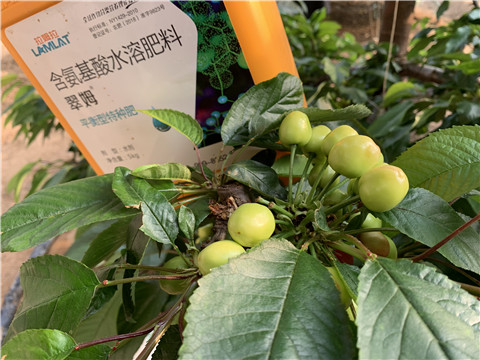 氨基酸水溶肥，拉姆拉，翠姆