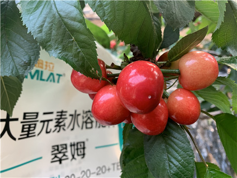 大量元素水溶肥，拉姆拉，翠姆