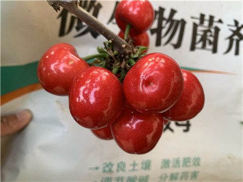 水溶肥，拉姆拉，翠姆