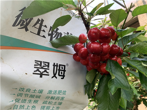 水溶肥，拉姆拉，翠姆