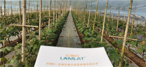 水溶肥，拉姆拉，翠姆