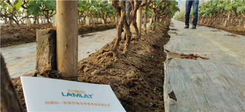 水溶肥，拉姆拉，翠姆