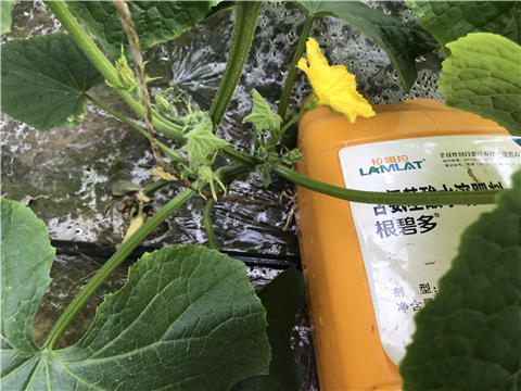 水溶肥，拉姆拉，翠姆