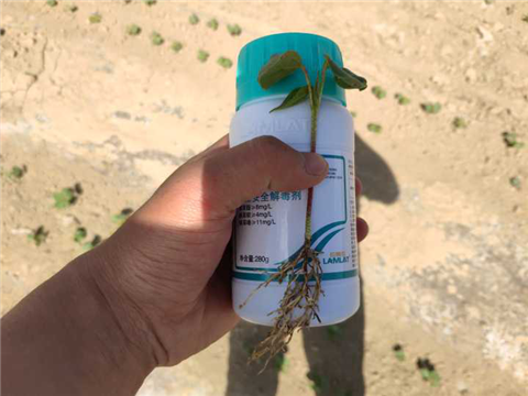 安碧解，拉姆拉，翠姆