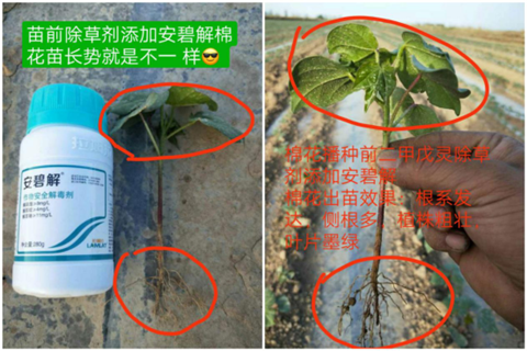 安碧解，拉姆拉，翠姆