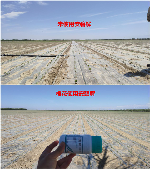 安碧解，拉姆拉，翠姆