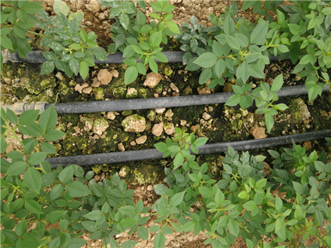 生根劑，拉姆拉，翠姆