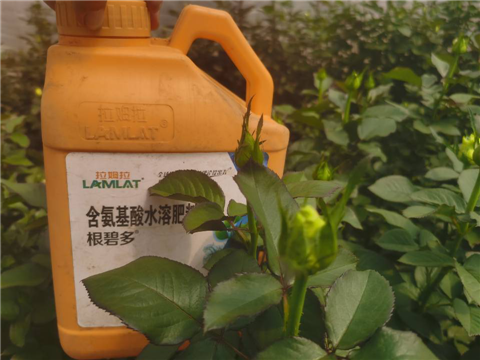 生根劑，拉姆拉，翠姆