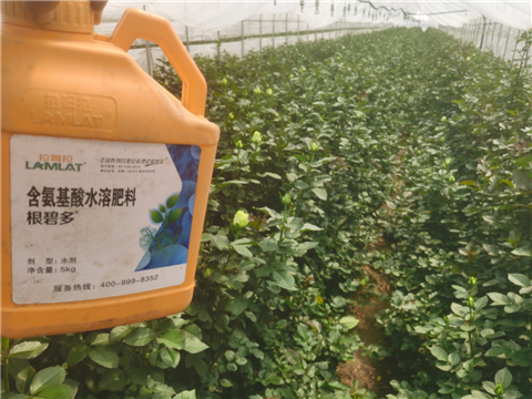 生根劑，拉姆拉，翠姆