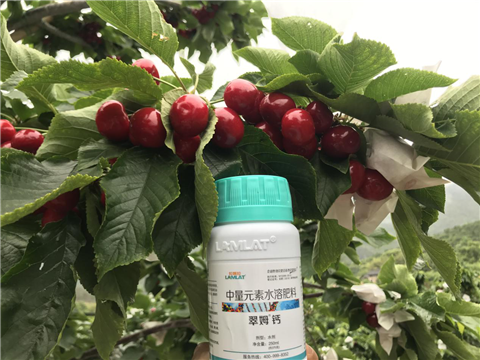 水溶肥，拉姆拉，翠姆