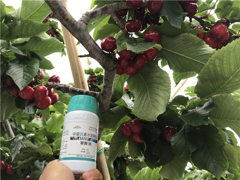 水溶肥，拉姆拉，翠姆