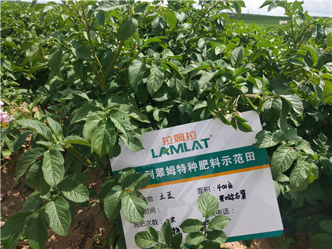 安碧解，拉姆拉，翠姆