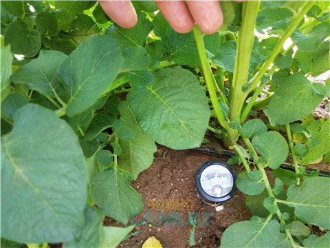 安碧解，拉姆拉，翠姆