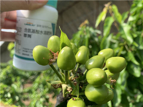 氨基酸水溶肥，拉姆拉，翠姆