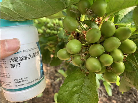 氨基酸水溶肥，拉姆拉，翠姆