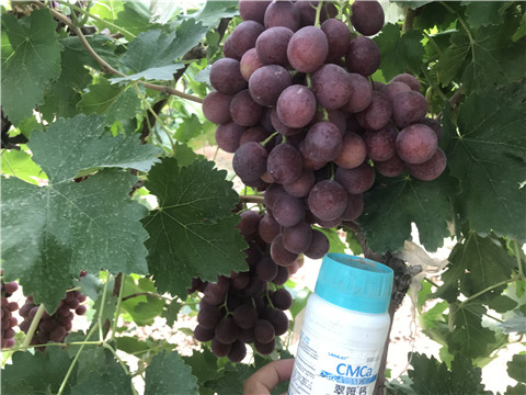 鈣肥，拉姆拉，翠姆