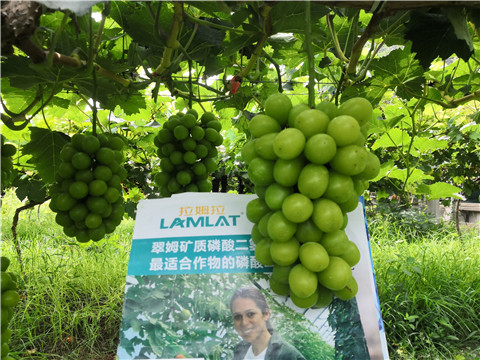 水溶肥，拉姆拉，翠姆