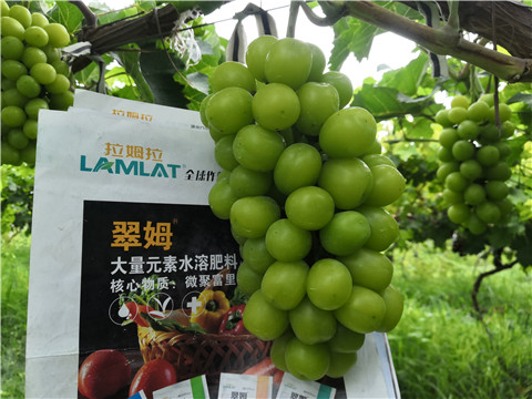 水溶肥，拉姆拉，翠姆