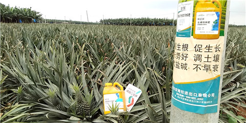 水溶肥，拉姆拉，翠姆