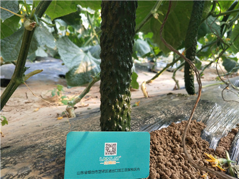 小分子有機碳，拉姆拉，翠姆