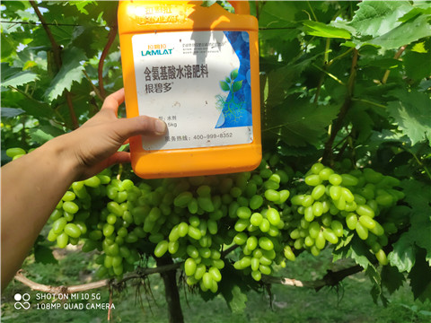 生根劑，拉姆拉，翠姆